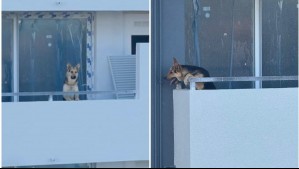 'Estaba deshidratado': Video muestra emotivo rescate a perrito que estaba atrapado en balcón de edificio en construcción
