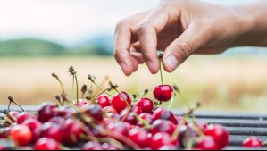 Dos empresas agrícolas de la región de O'Higgins en riesgo de quiebra: Estas son las razones