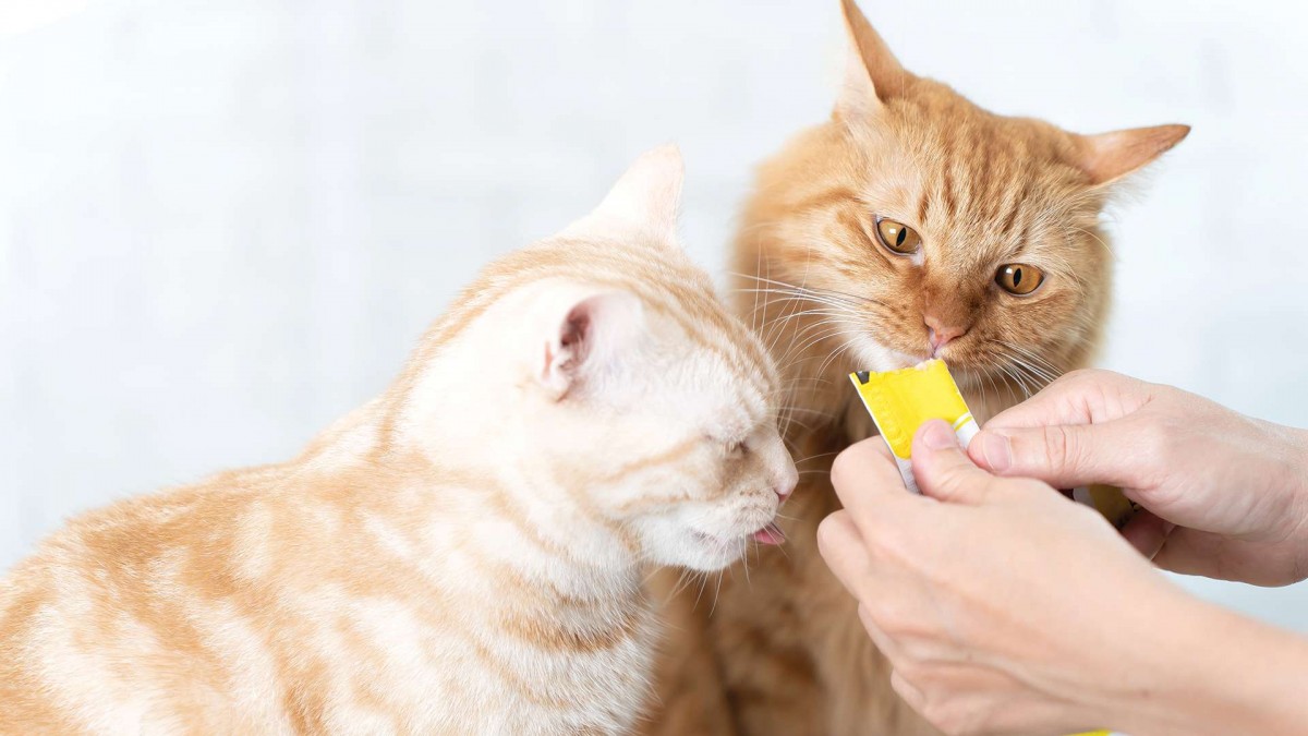 Churu para gatos, ampolletas y más: Estos son los productos más robados en el retail en Chile