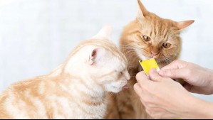 Churu para gatos, ampolletas y más: Estos son los productos más robados en el retail en Chile