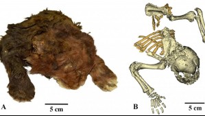 Encuentran momia de cachorro de tigre con dientes de sable: Conservó el pelaje por 40 mil años