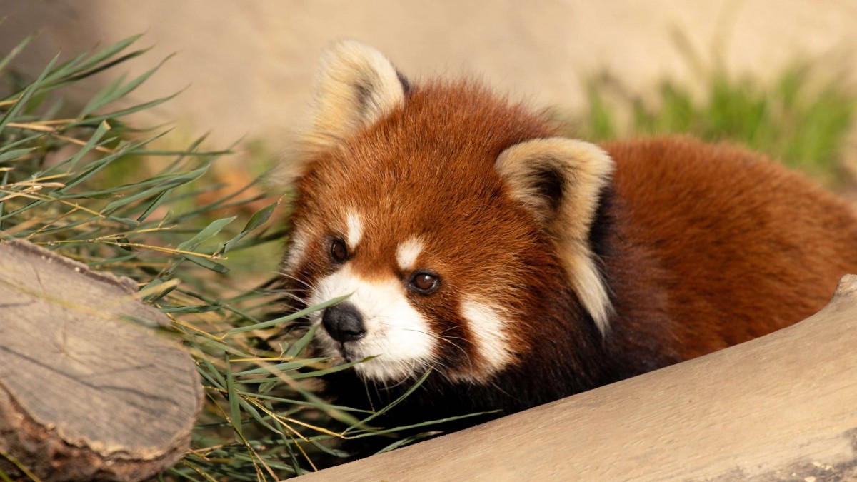 Bebé panda rojo falleció de estrés debido a los fuegos artificiales: 'Los ruidos parecen haber sido demasiado para ella'