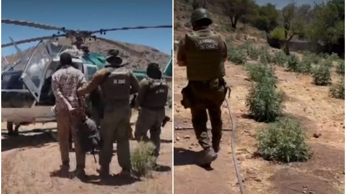 Video muestra persecución aérea que permitió incautar 2.500 plantas de marihuana en Vicuña