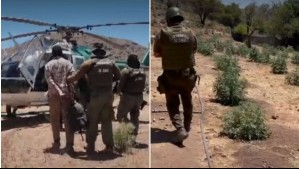 Video muestra persecución aérea que permitió incautar 2.500 plantas de marihuana en Vicuña