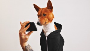 Las mejores ofertas para mascotas este Black Friday 2024