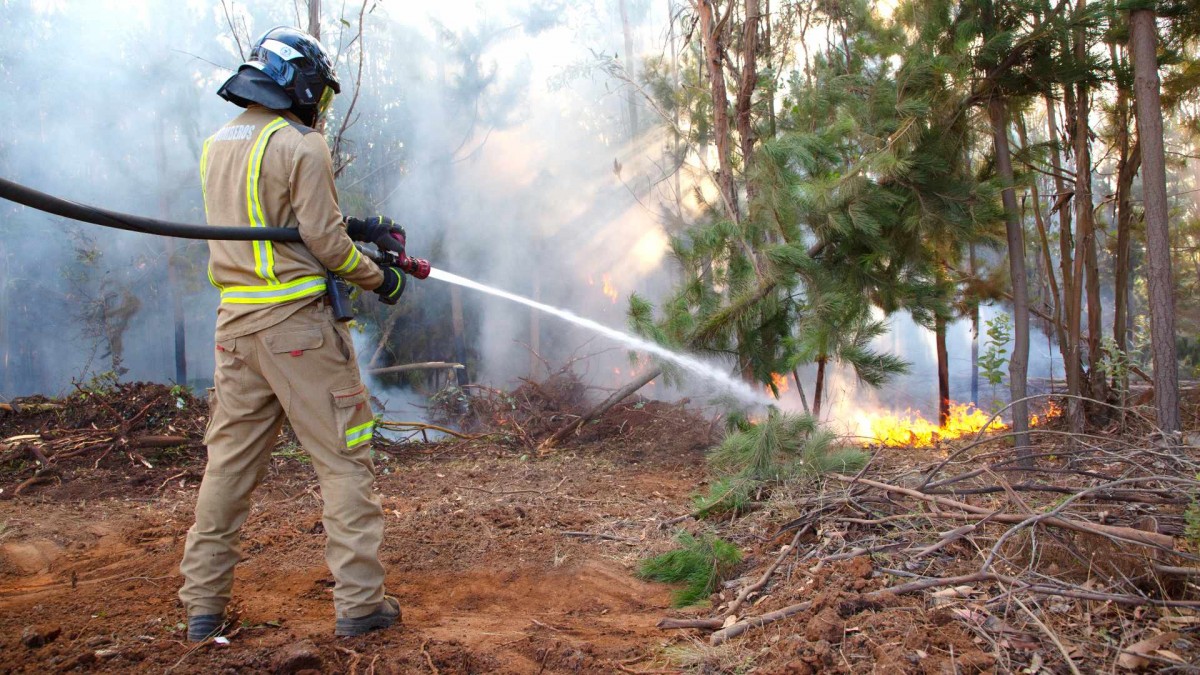 Declaran Alerta Roja para Colina por incendio forestal: Fuego amenaza con llegar a sectores poblados