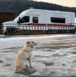 Una perrita se encuentra esperando el regreso de su amo que hace cuatro días murió al intentar cruzar un río congelado en Rusia, conoce los detalles de esta triste historia.