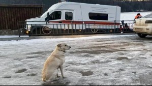 'No pierde las esperanzas': Perrita lleva días esperando a su amo que murió ahogado en un río