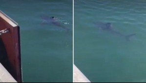 Sorpresa causa video de tiburón nadando por las costas de Talcahuano