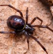 Conoce cuáles son los dos peligrosos tipos de araña que suelen salir y aumentar su población durante el verano en Chile. La mordedura de ambas puede llegar a ser muy peligrosa para las personas.