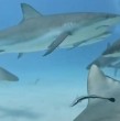 Revisa el video que muestra el momento exacto en que un tiburón se come el celular de un turista. Tras unos segundos, tanto el animal como el dispositivo resultaron ilesos.