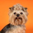 Los yorkshire terrier son una de las razas de perro más queridas y cariñosas en los hogares, por ello te contamos sus principales características, su tamaño, años de vida, peso, personalidad y origen.