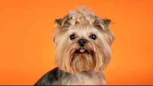 Yorkshire terrier: Cuántos años viven, cuánto pesan, cómo es su personalidad y cuál es su origen