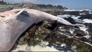 Encuentran enorme ballena muerta en playa de Isla Negra: Habría sido atacada por tiburones