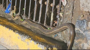 Rescatan a culebra encontrada en calle de Valparaíso: Mide más de un metro de largo