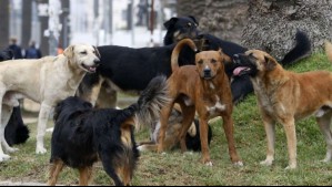 Hombre fue atacado por cinco perros cerca de cementerio en Ovalle: Dueña de los canes quedó detenida