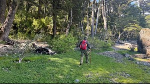 Ingresó a un bosque y nunca volvió: Buscan a joven desaparecido en el Parque Nacional Villarrica
