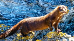 ¿Cuáles son los peligros del visón americano? La especie que encendió las alertas en Torres del Paine