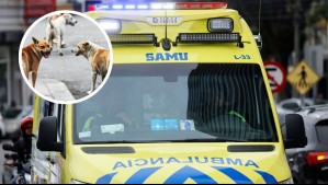 Adulto mayor de 84 años es víctima de brutal ataque de perros en Curicó: 'Nos dijeron que serían muchas cirugías'