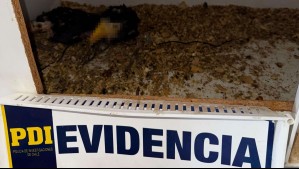 'Estaban en condiciones precarias': PDI incauta crías de tucanes y aves exóticas en vivienda de Andacollo