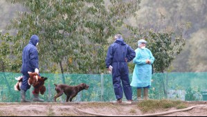 Primer caso grave de gripe aviar en una persona en EE.UU. enciende las alarmas