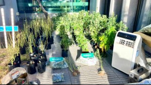 Gran decomiso de marihuana en Lo Barnechea supera los $70 millones: Dueño había iniciado giro por cultivo de flores en el SII