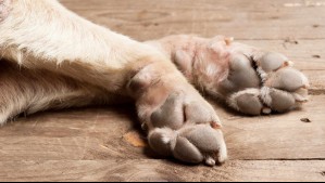 Denuncian brutal ataque contra perrita hallada muerta en San Antonio: Se encontraba desaparecida