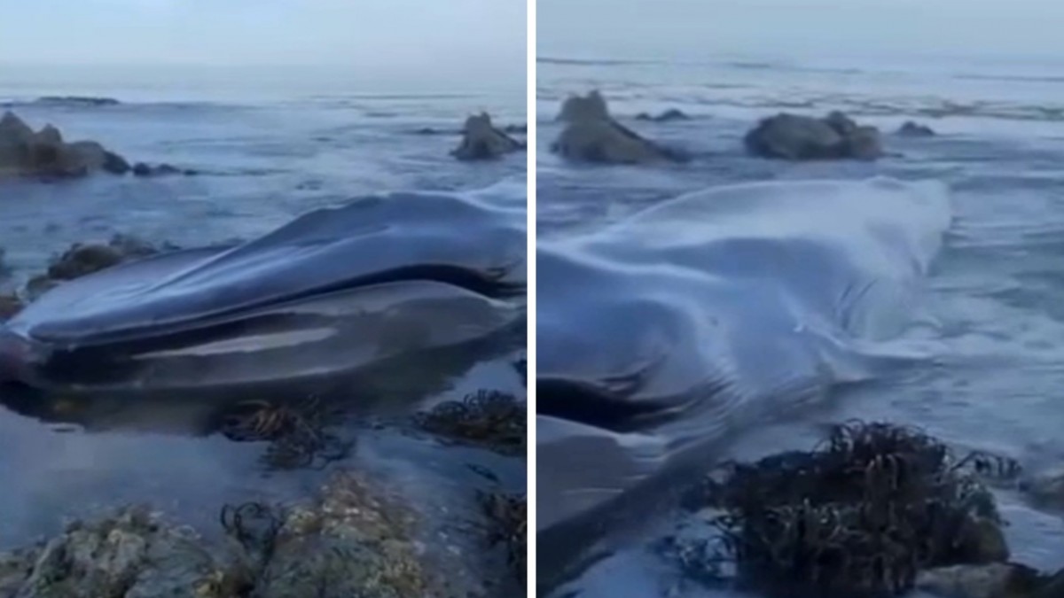 Ballena azul muere tras varar en playa de Iquique: 'Podría haber estado mucho tiempo sin alimentarse'