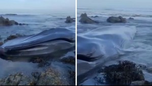 Ballena azul muere tras varar en playa de Iquique: 'Podría haber estado mucho tiempo sin alimentarse'