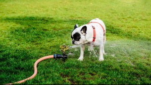 ¿Cómo evitar que tu perro sufra un golpe de calor? Los mejores consejos cuidar a las mascotas en verano