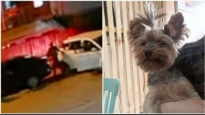 Familia sufre robo de su perrita tras turbazo en su casa en Conchalí: 'Nos amarraron y golpearon'