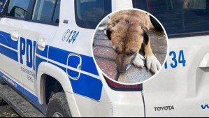 Lo atacó mientras dormía: Detienen a hombre que apuñaló a un perro en Antofagasta