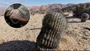 Expulsan a italiano condenado por contrabando de mil cactus endémicos de Chile: Los vendía a altas sumas en Europa