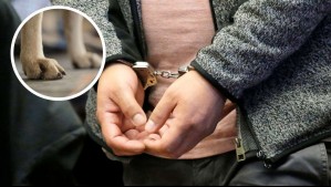 Perrito fue eutanasiado: Dictan prisión preventiva contra hombre que atacó con machete a perro en Talagante