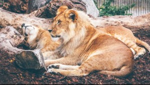'Es un milagro': Niño de 7 años sobrevive durante cinco días en reserva llena de leones en un parque de Zimbabue