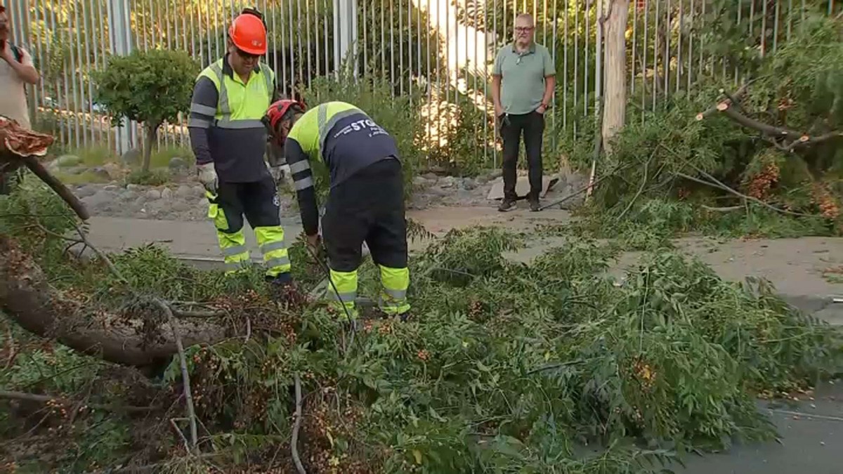 Caída de árbol dificulta ingreso a urgencias del Hospital San Juan de Dios y a centro de diálisis