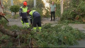 Caída de árbol dificulta ingreso a urgencias del Hospital San Juan de Dios y a centro de diálisis