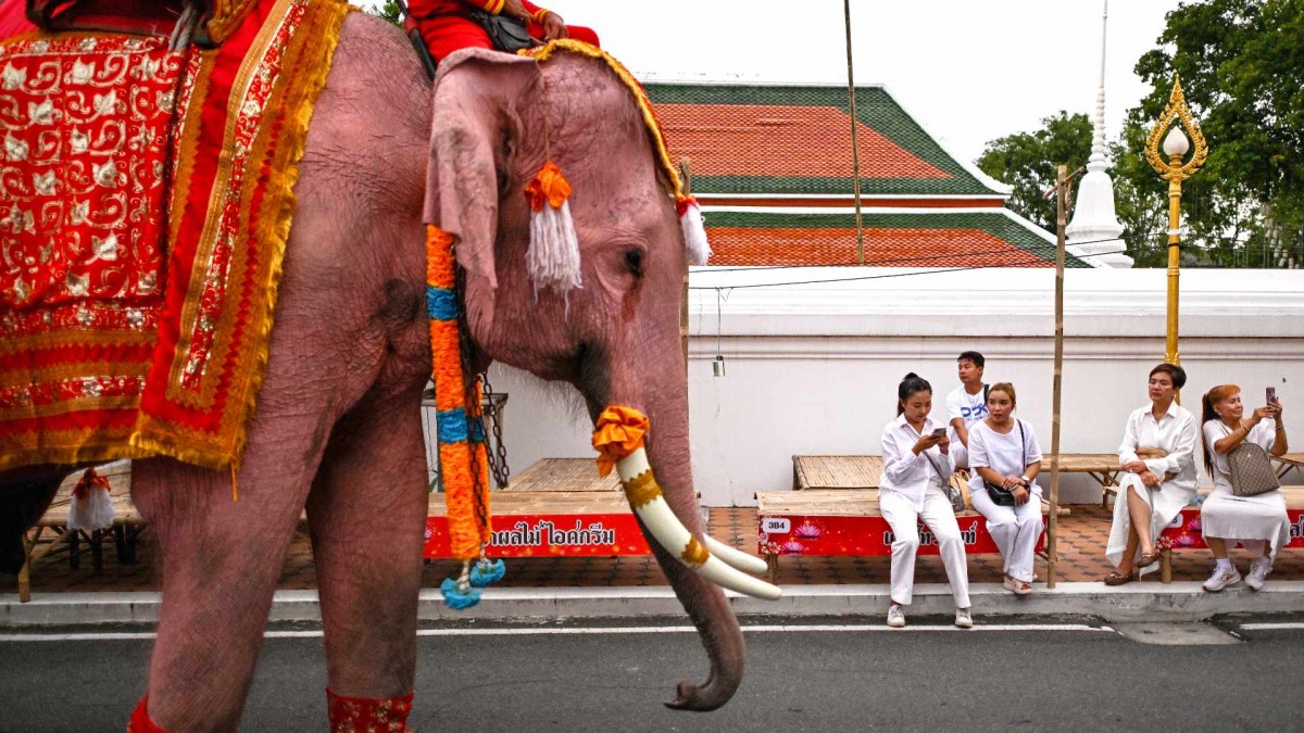 Elefante mata a turista española en un santuario en Tailandia