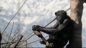 Evacúan Zoológico Nacional tras incidente en la zona de los chimpancés