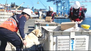 Hasta en la lechuga ocultaban droga: Cae red de tráfico que operaba en barcos hacia Juan Fernández