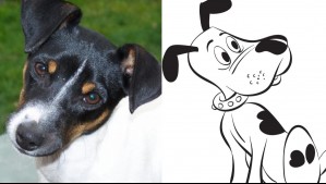 Es la mascota de 'Condorito': Cuánto viven, cómo son y cuál es el origen del fox terrier chileno