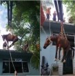 Revisa los videos que muestran a un caballo atrapado en el techo de una casa en Brasil y cómo fue su rescate. El animal llegó ahí por las emergencias de lluvias e inundaciones en São Paulo.