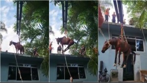 Caballo quedó atrapado en el techo de una casa en Brasil: Así fue su espectacular rescate