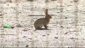 Plaga de conejos se roba las miradas en Las Condes: Hay cerca de 200 de estos animales en un condominio de la comuna