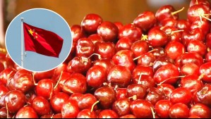 Alerta por baja en el precio de cerezas chilenas en China: ¿Cómo impacta a nuestro país?