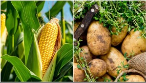 Choclo, papa y más: Estos son los productos que bajaron de precio durante la última semana