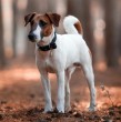 Si estás en busca de una mascota que pueda acompañar y jugar con tus hijos, el fox terrier de pelo liso es el tipo de perro ideal. Conoce cuánto viven, cuál es su peso, cómo es su personalidad y el origen de su raza.