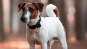 Fox terrier de pelo liso: Cuánto viven, cuál es su peso, cómo es su personalidad y cuáles son sus orígenes