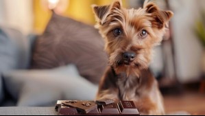 ¿Qué pasa si mi perro come chocolate? Esta es la razón por la que no debes darle este alimento