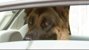 Conductor dejó encerrado en el auto a su perro en El Tabo: 'Lo vi con las ventanas cerradas y llamaron a seguridad'